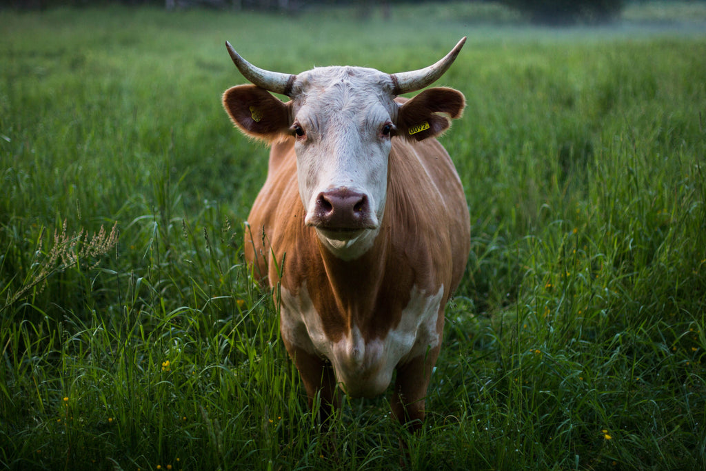Leather Most Commonly Comes from Cow Hide