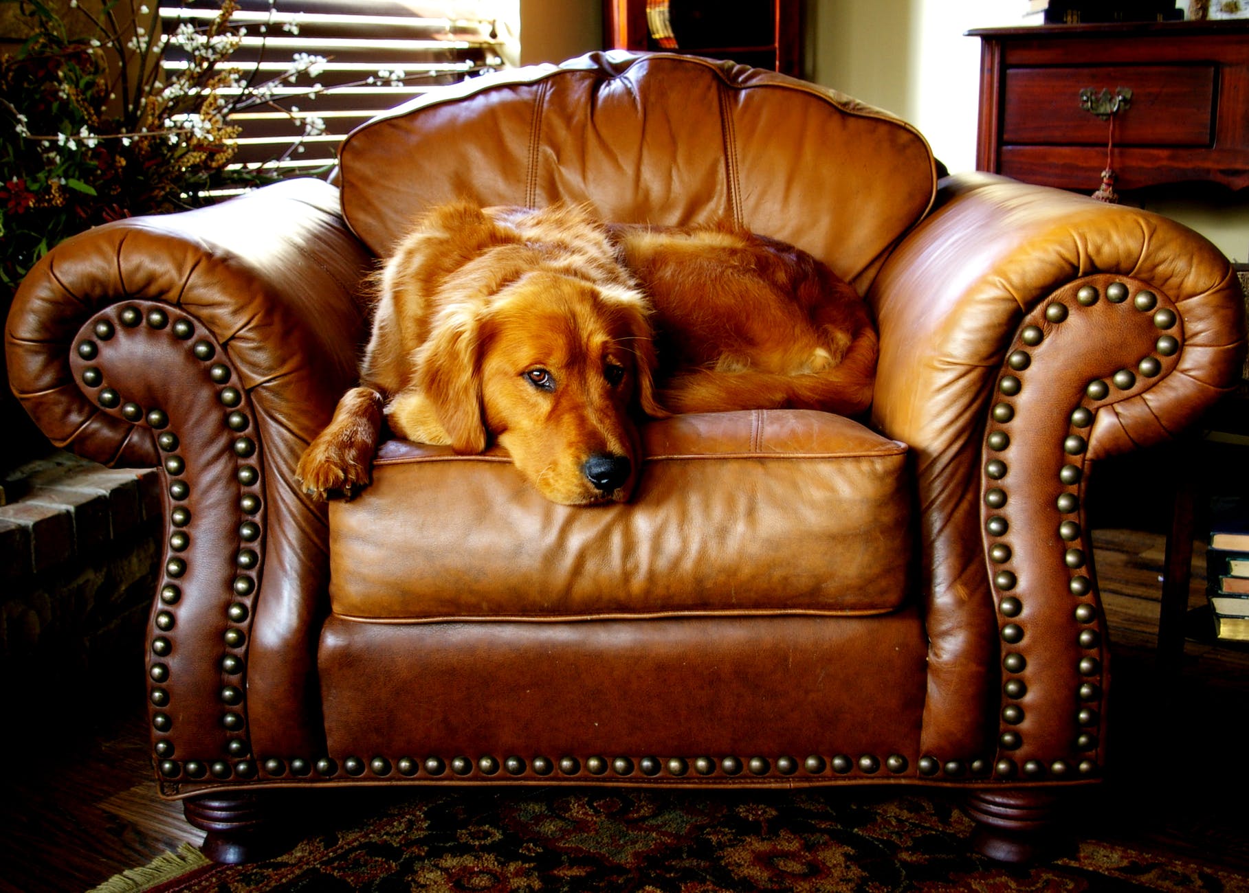 Leather Furniture Clean