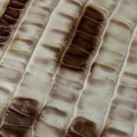 Beige & Brown Crocodile Embossed Leather