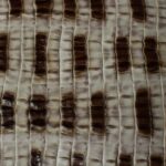 Beige & Brown Crocodile Embossed Leather